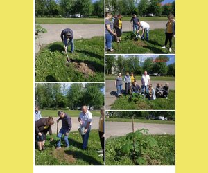 До дня Києва посадили садженець каштану 